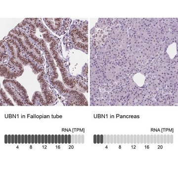 Anti-UBN1 antibody produced in rabbit Prestige Antibodies&#174; Powered by Atlas Antibodies, affinity isolated antibody, buffered aqueous glycerol solution