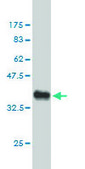 Monoclonal Anti-ING1 antibody produced in mouse clone 2F9, purified immunoglobulin, buffered aqueous solution