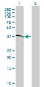 Anti-HLA-B antibody produced in rabbit purified immunoglobulin, buffered aqueous solution