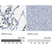 Anti-CAPG antibody produced in rabbit Prestige Antibodies® Powered by Atlas Antibodies, affinity isolated antibody, buffered aqueous glycerol solution