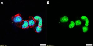 Anti-SPI-C Antibody, clone 1F10 ZooMAb® Rabbit Monoclonal recombinant, expressed in HEK 293 cells