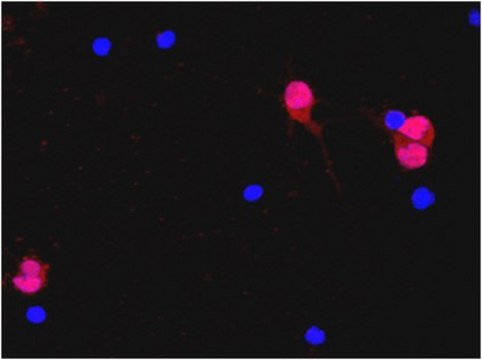 Anti-NeuN Antibody, clone A60, Alexa Fluor&#8482; 555 Conjugate clone A60, from mouse, ALEXA FLUOR&#8482; 555