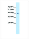 Anti-PA2G4 (AB1) antibody produced in rabbit affinity isolated antibody