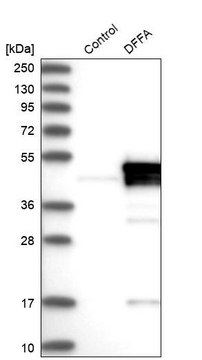 Anti-DFFA antibody produced in rabbit Prestige Antibodies&#174; Powered by Atlas Antibodies, affinity isolated antibody, buffered aqueous glycerol solution, Ab3