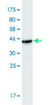 Monoclonal Anti-SLC44A1 antibody produced in mouse clone 4E12, purified immunoglobulin, buffered aqueous solution