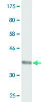 Monoclonal Anti-SEC24D antibody produced in mouse clone 2D4, purified immunoglobulin, buffered aqueous solution