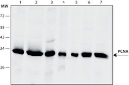 Anti-Proliferating Cell Nuclear Antigen antibody, Mouse monoclonal clone PC 10, purified from hybridoma cell culture