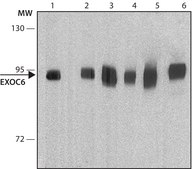 Monoclonal Anti-EXOC6 antibody produced in mouse ~1.0 mg/mL, clone 15S2G6, purified immunoglobulin