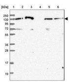 Anti-NOMO1 antibody produced in rabbit Prestige Antibodies® Powered by Atlas Antibodies, affinity isolated antibody, buffered aqueous glycerol solution