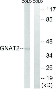 Anti-GNAT2 antibody produced in rabbit affinity isolated antibody