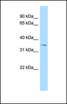 Anti-MPST antibody produced in rabbit affinity isolated antibody