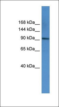 Anti-AP2A1 antibody produced in rabbit affinity isolated antibody