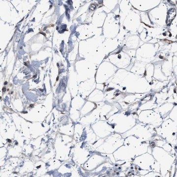 Anti-PTRH1 antibody produced in rabbit Prestige Antibodies&#174; Powered by Atlas Antibodies, affinity isolated antibody, buffered aqueous glycerol solution