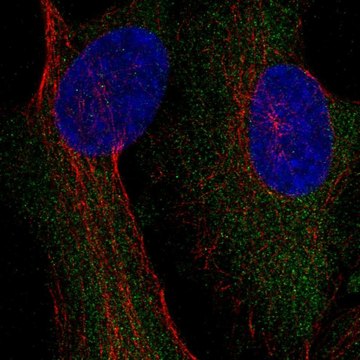 Anti-Cad Antibody Produced In Rabbit Prestige Antibodies&#174; Powered by Atlas Antibodies, affinity isolated antibody, buffered aqueous glycerol solution