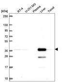 Anti-AKR7A2 antibody produced in rabbit Prestige Antibodies® Powered by Atlas Antibodies, affinity isolated antibody
