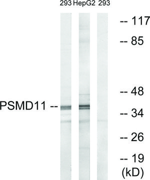 Anti-PSMD11 antibody produced in rabbit affinity isolated antibody