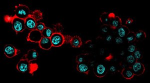 BioTracker™ MemBright 560 Live Cell Dye