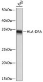 Anti-HLA-DRA antibody produced in rabbit