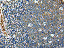 Anti-UNC5A affinity isolated antibody