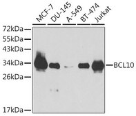 Anti-BCL10 antibody produced in rabbit