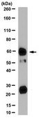 Anti-MUC13 Antibody, clone 2E11.1 clone 2E11.1, from mouse