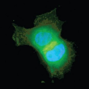 Anti-Akt/PKB Antibody, PH Domain, clone SKB1, Alexa Fluor&#8482; 488 clone SKB1, Upstate&#174;, from mouse