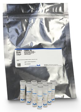 Aspergillus brasiliensis WDCM 00053 Vitroids&#8482; 80-130 CFU mean value range, certified reference material, suitable for microbiology, Manufactured by: Sigma-Aldrich Production GmbH, Switzerland