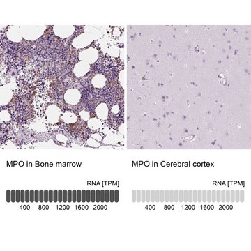 Anti-MPO antibody produced in rabbit Prestige Antibodies&#174; Powered by Atlas Antibodies, affinity isolated antibody, buffered aqueous glycerol solution