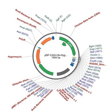 PSF-CAG-UB-HYGRO - CAG HYGROMYCIN PLASMID plasmid vector for molecular cloning