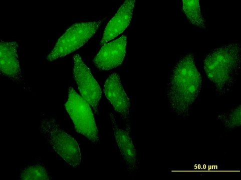 Monoclonal Anti-EIF4ENIF1, (C-terminal) antibody produced in mouse clone 2C4, purified immunoglobulin, buffered aqueous solution