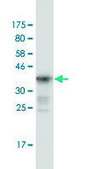 Monoclonal Anti-MUTYH, (C-terminal) antibody produced in mouse clone 1C8, purified immunoglobulin, buffered aqueous solution