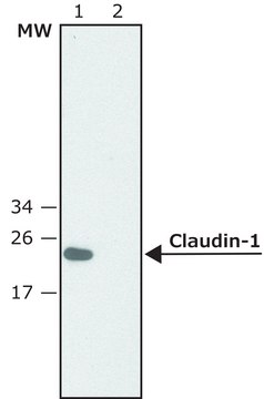 Anti-Claudin-1 (C-terminal) antibody produced in rabbit ~1.0&#160;mg/mL, affinity isolated antibody