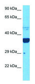 Anti-BSG antibody produced in rabbit affinity isolated antibody