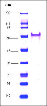 RNA Polymerase II, C-terminal human recombinant, expressed in E. coli, &#8805;85% (SDS-PAGE)