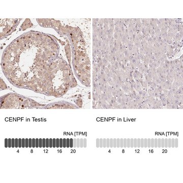 Anti-CENPF Prestige Antibodies&#174; Powered by Atlas Antibodies, affinity isolated antibody