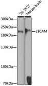 Anti-L1CAM antibody produced in rabbit
