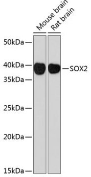 Anti- SOX2 antibody produced in rabbit