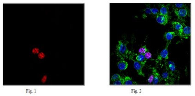 Anti-phospho Histone H2A.X (Ser139) Antibody, clone JBW301, Alexa Fluor&#8482; 647 clone JBW301, 0.5&#160;mg/mL, from mouse