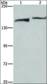 Anti-KDM5B antibody produced in rabbit affinity isolated antibody