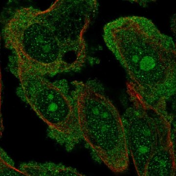 Anti-DOCK4 antibody produced in rabbit Prestige Antibodies&#174; Powered by Atlas Antibodies, affinity isolated antibody