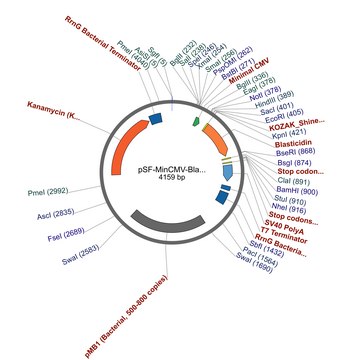 PSF-MINCMV-BLAST - BLASTICIDIN SELECTION MINIMAL CMV VECTOR plasmid vector for molecular cloning