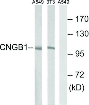 Anti-CNGB1 antibody produced in rabbit affinity isolated antibody