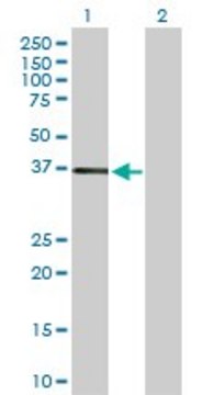 Anti-NR1I3 antibody produced in rabbit purified immunoglobulin, buffered aqueous solution