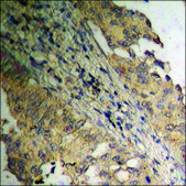 Anti-phospho-Amyloid β A4 (pThr743/668) antibody produced in rabbit affinity isolated antibody
