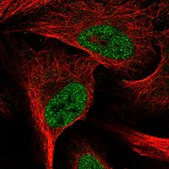 Anti-E2F6 antibody produced in rabbit Prestige Antibodies® Powered by Atlas Antibodies, affinity isolated antibody