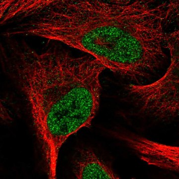 Anti-E2F6 antibody produced in rabbit Prestige Antibodies&#174; Powered by Atlas Antibodies, affinity isolated antibody