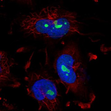 Anti-ZNF800 antibody produced in rabbit Prestige Antibodies&#174; Powered by Atlas Antibodies, affinity isolated antibody