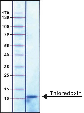 Thioredoxin from Escherichia coli recombinant, expressed in E. coli, essentially salt-free, lyophilized powder, &#8805;3&#160;units/mg protein