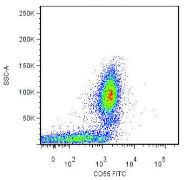 Monoclonal Anti-CD55-FITC antibody produced in mouse clone MEM-118, purified immunoglobulin, buffered aqueous solution