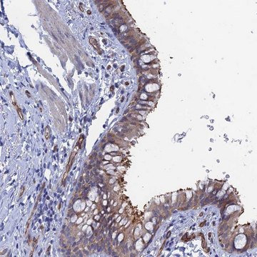 Anti-ARAP3 antibody produced in rabbit Prestige Antibodies&#174; Powered by Atlas Antibodies, affinity isolated antibody, buffered aqueous glycerol solution